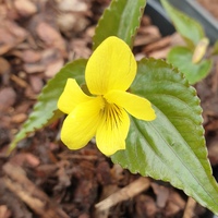 Viola brevistipulata hidakana